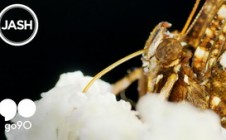 Run The Jewels feat. Gangsta Boo – Love Again