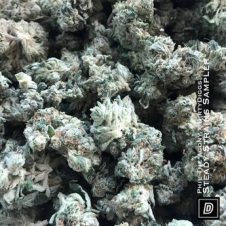 Phil The Agony & DirtyDiggs – Steady Strains Sampler (2020)