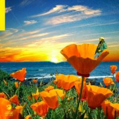 Rexx Life Raj – California Poppy 2 (2020)