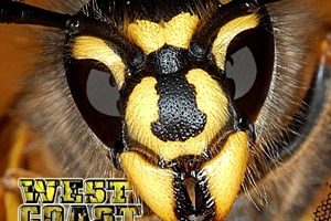 Yellow Jacketz – West Coast Killa Beez (2019)