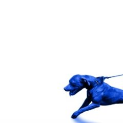 JasonMartin, Mike & Keys – A Hit Dog Gon Holla (2025)