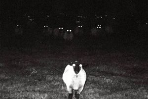 Al.Divino – Pastore (2026)